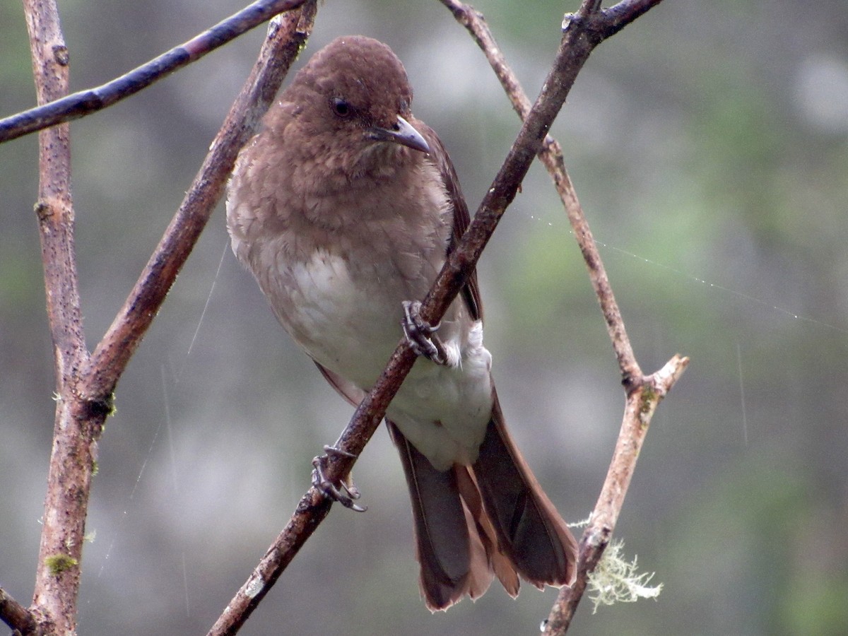 Black-billed Thrush - ML638485420
