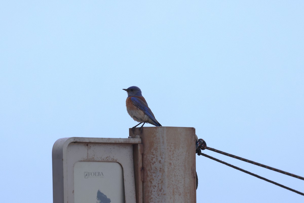 Western Bluebird - ML638485432
