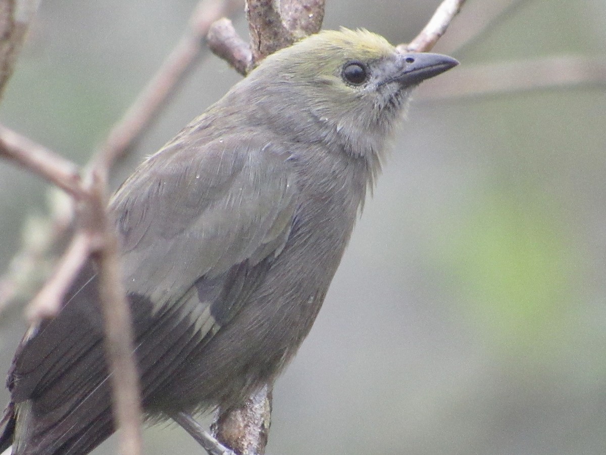 Palm Tanager - ML638485437