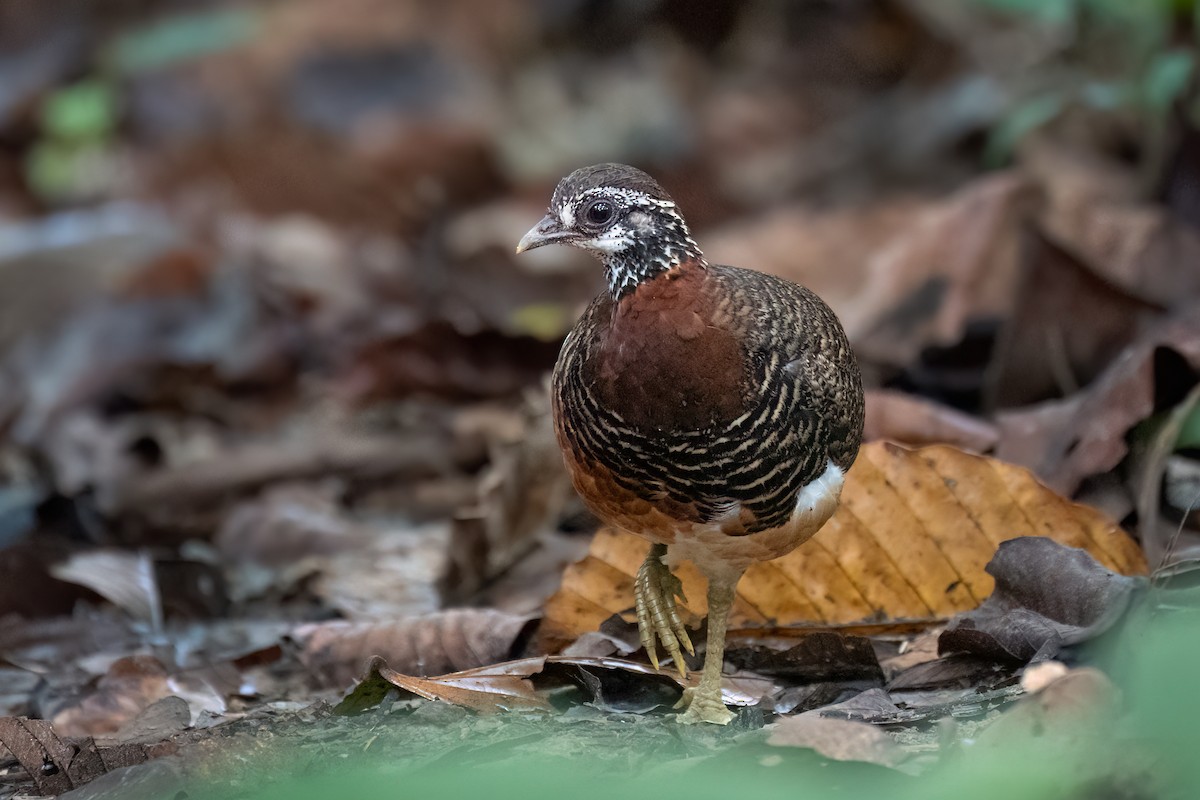 Sabah Partridge - ML638485452