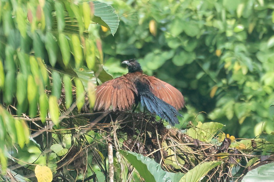 Greater Coucal - ML638485471