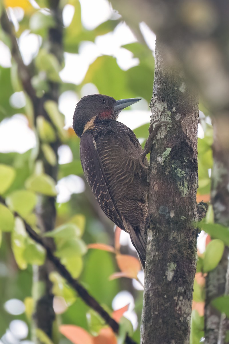 Buff-necked Woodpecker - ML638485485
