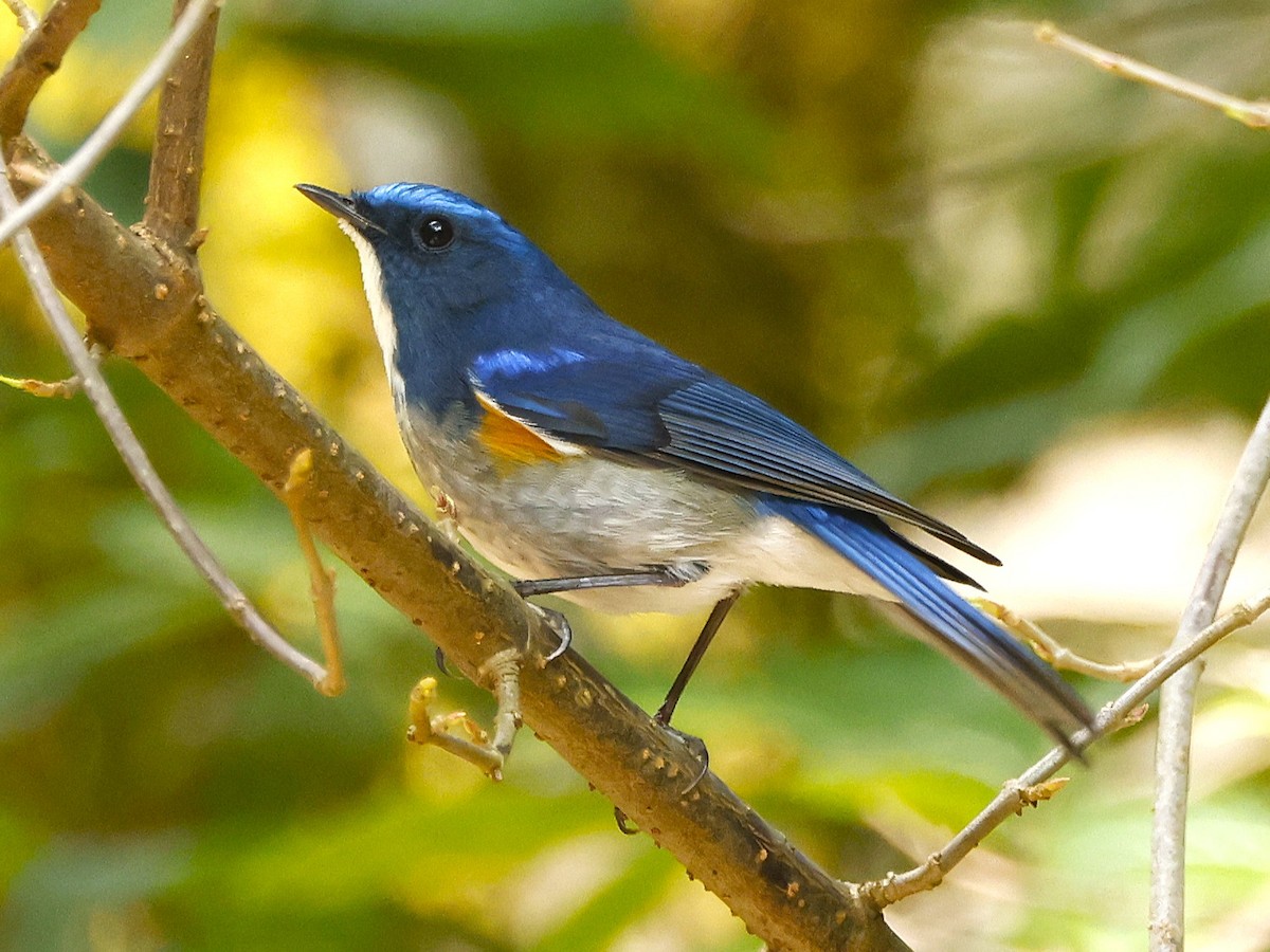 Himalayan Bluetail - ML638485489