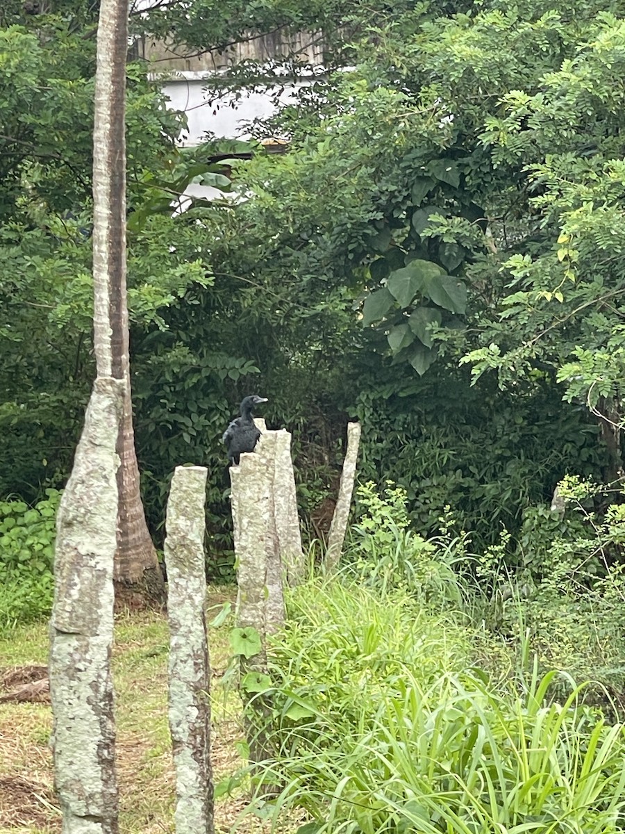 Cormorán de Java - ML638485491