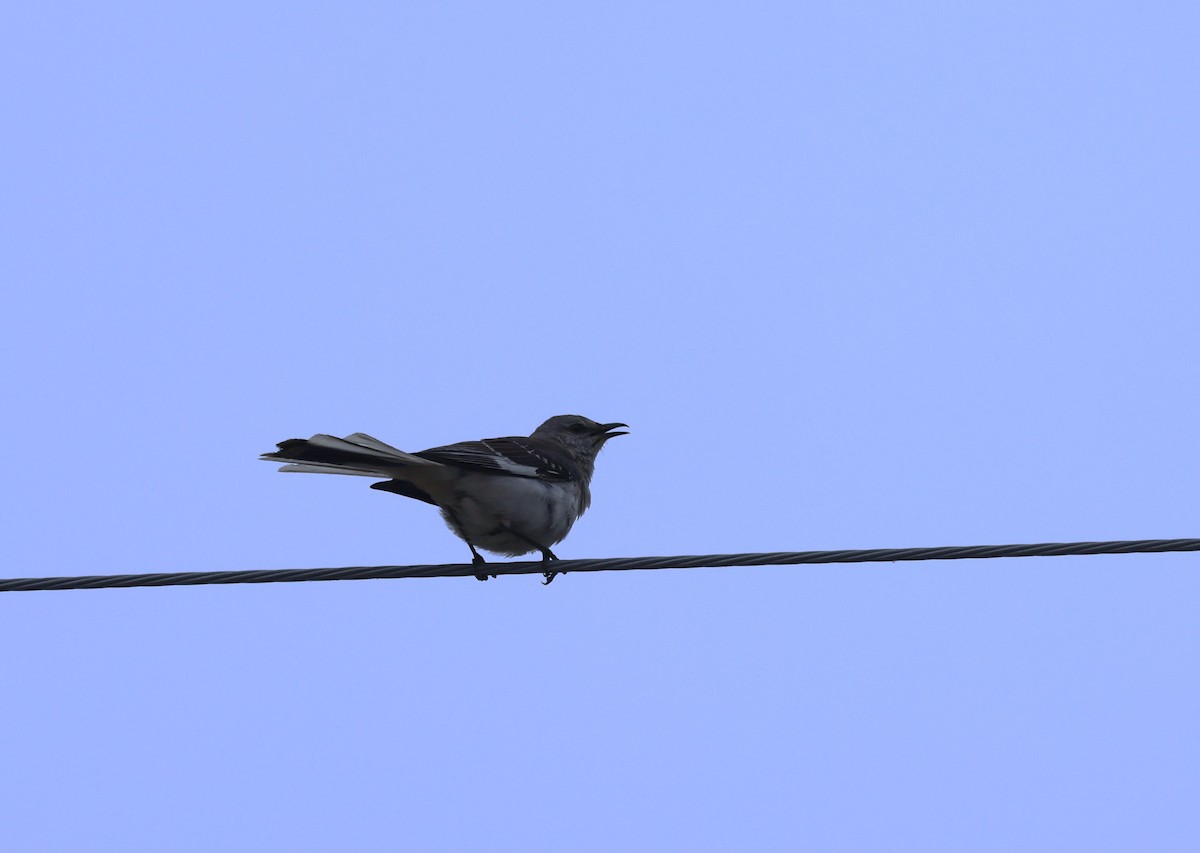 Northern Mockingbird - ML638485493