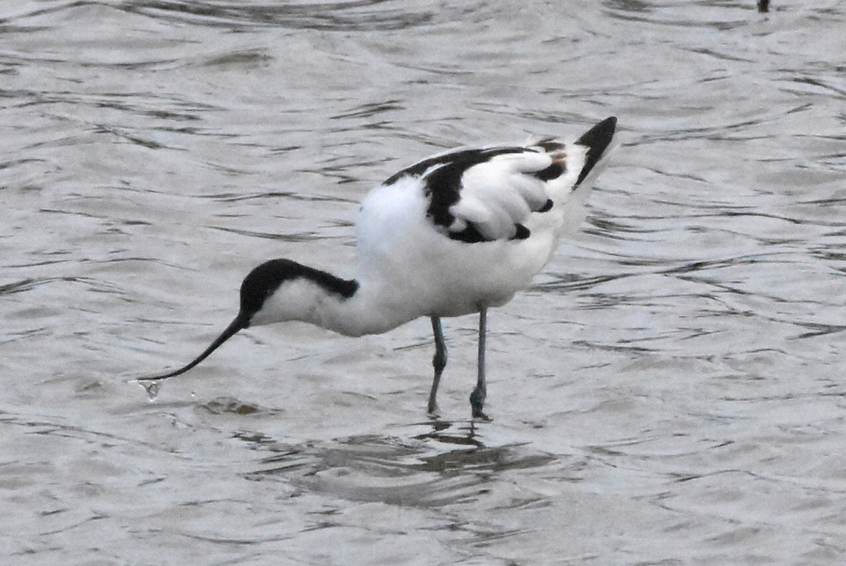 Pied Avocet - ML638485495