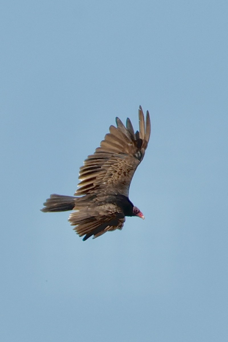 Turkey Vulture - ML638485499
