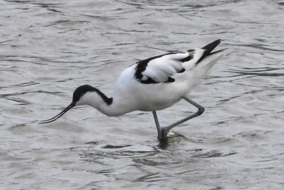 Pied Avocet - ML638485505
