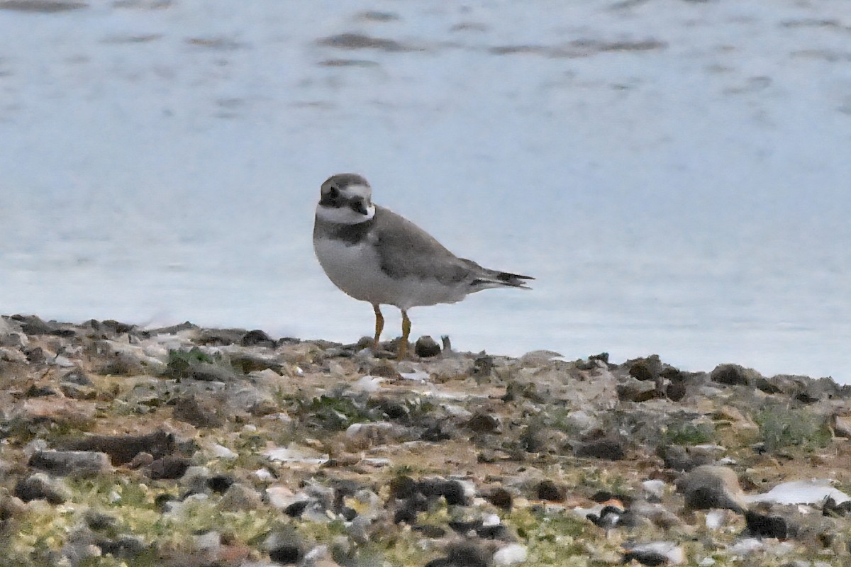 Common Ringed Plover - ML638485520