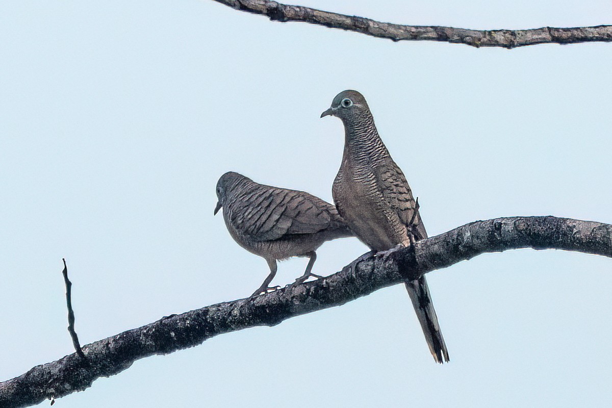 Zebra Dove - ML638485525
