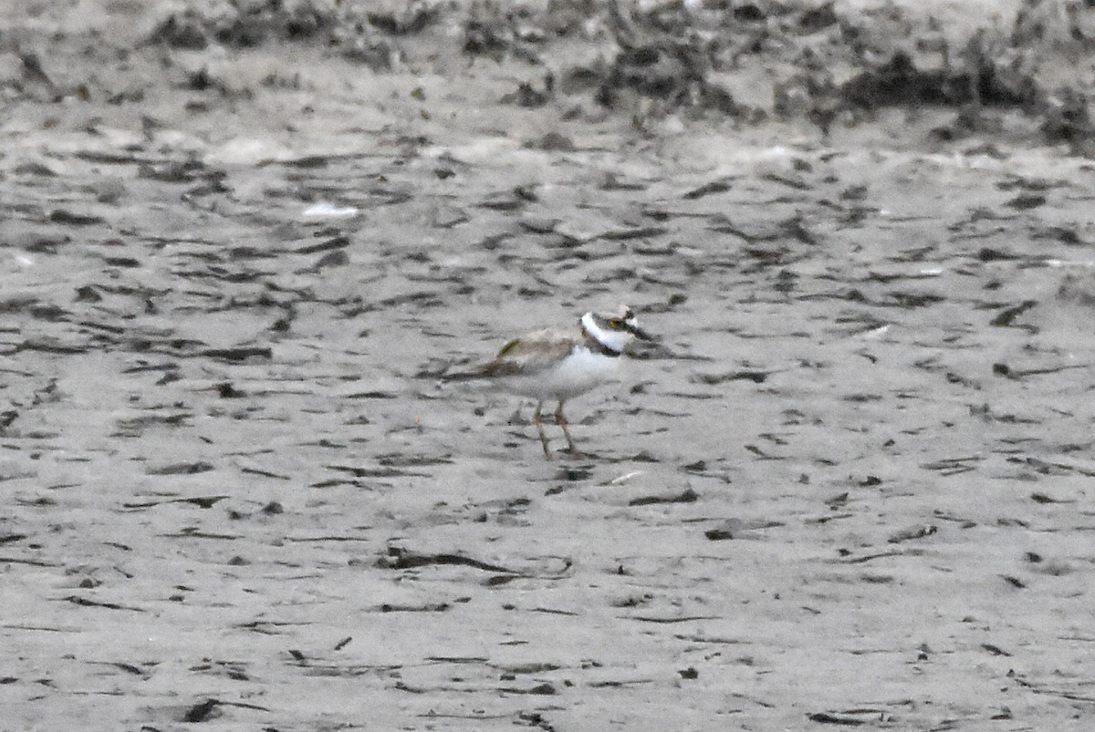 Little Ringed Plover - ML638485543