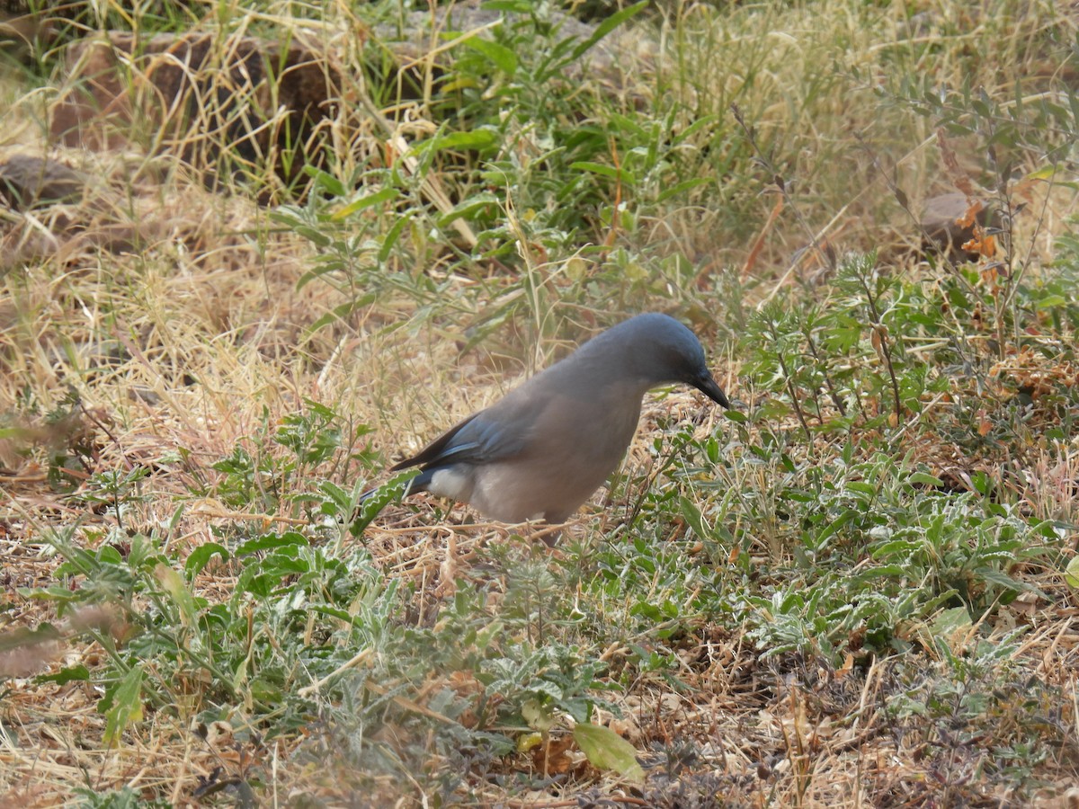 Mexican Jay - ML638485548