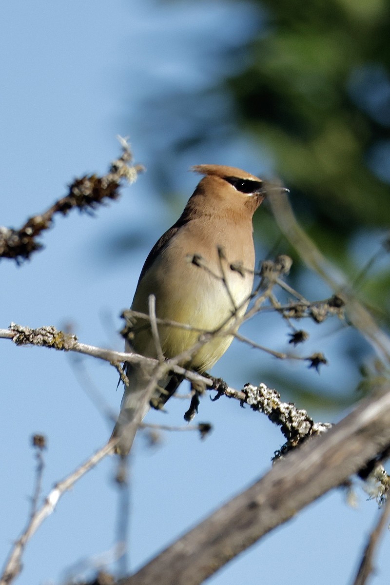 Cedar Waxwing - ML638485549