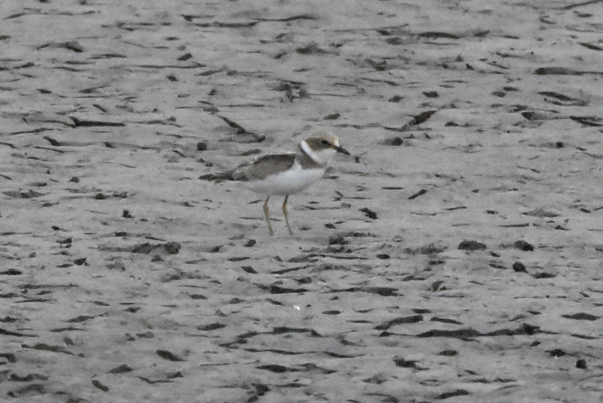 Little Ringed Plover - ML638485551