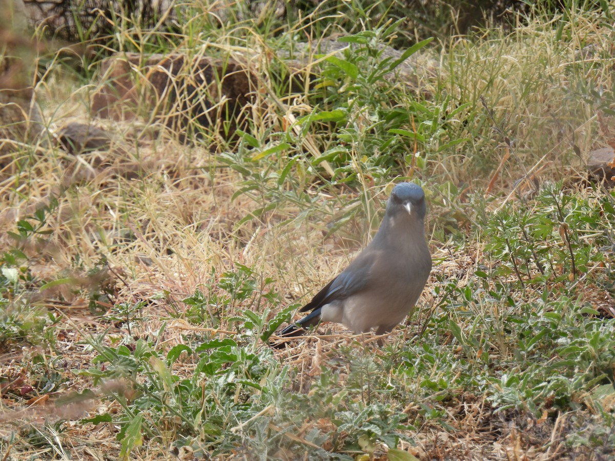 Mexican Jay - ML638485562