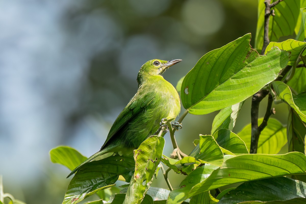 Lesser Green Leafbird - ML638485573