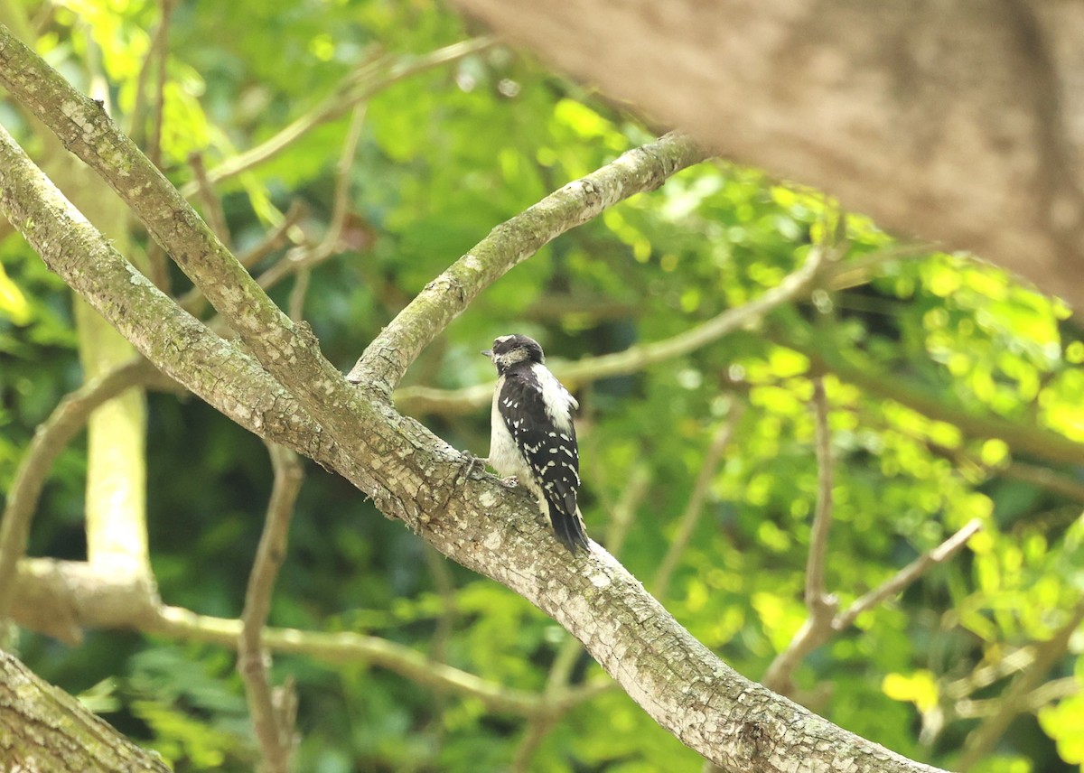 Downy Woodpecker - ML638485574