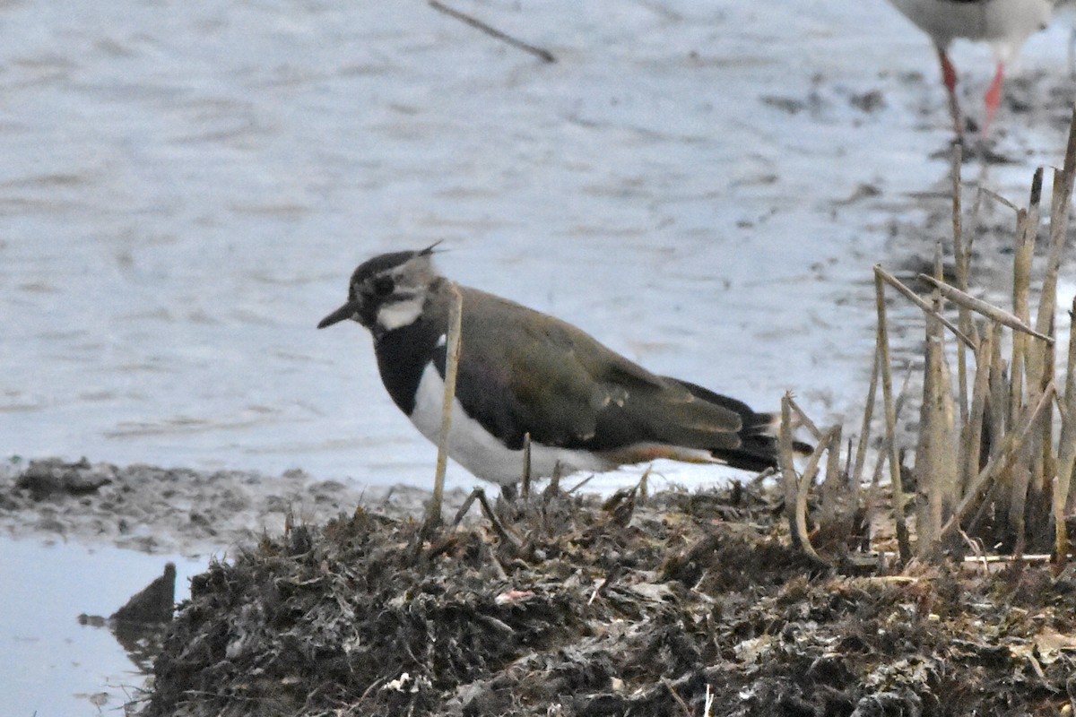 Northern Lapwing - ML638485575