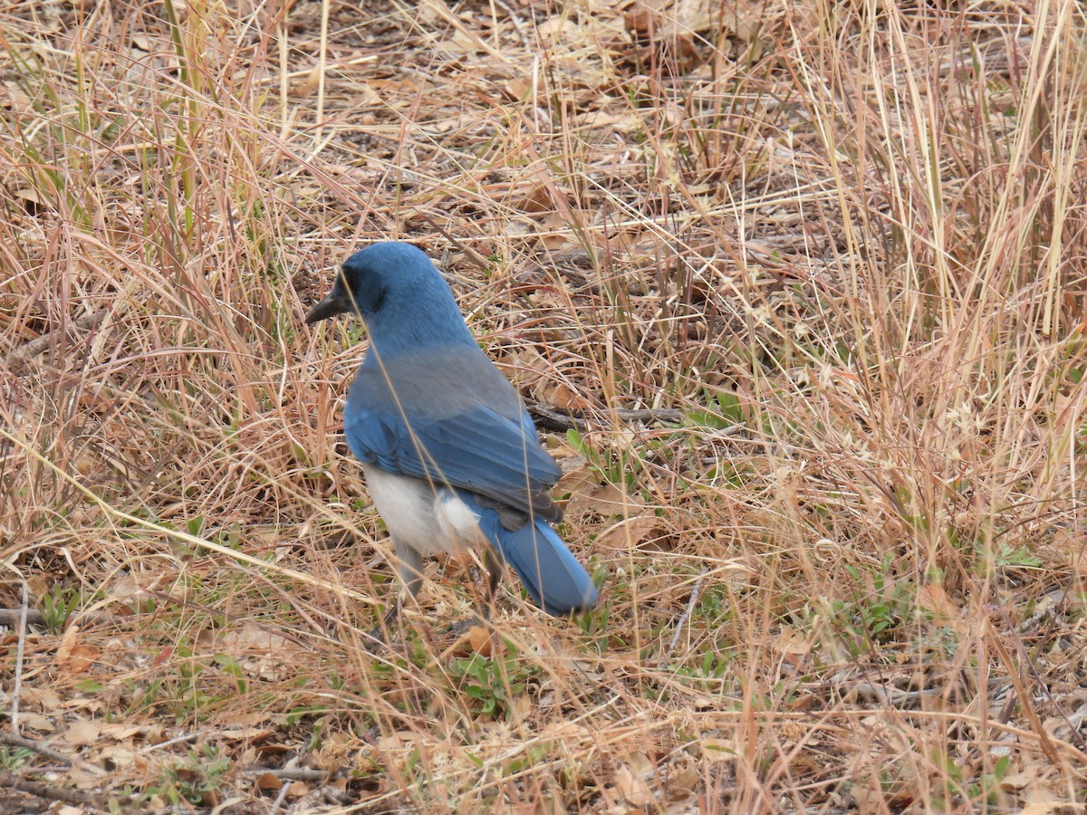 Mexican Jay - ML638485578