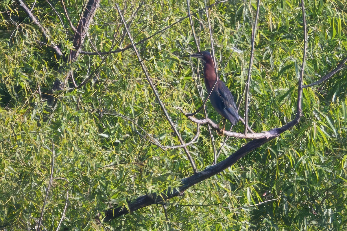 Green Heron - ML638485580