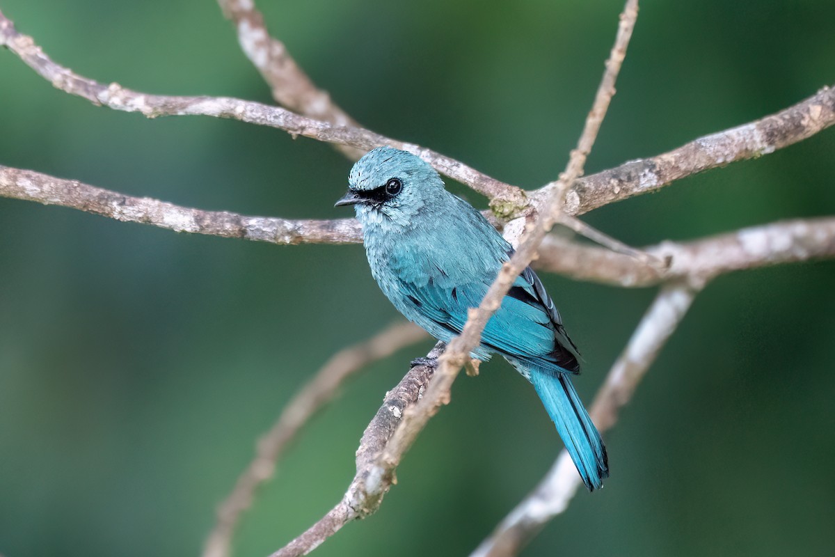 Verditer Flycatcher - ML638485594