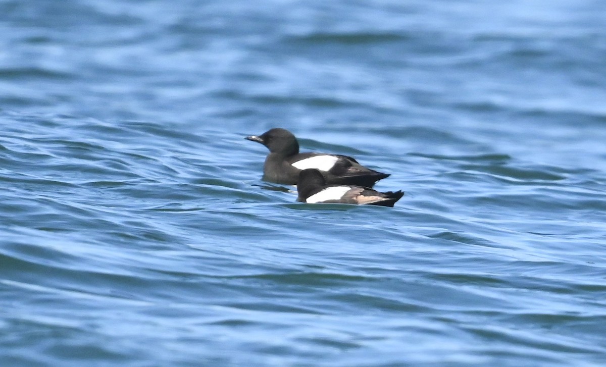 Black Guillemot - ML638485603