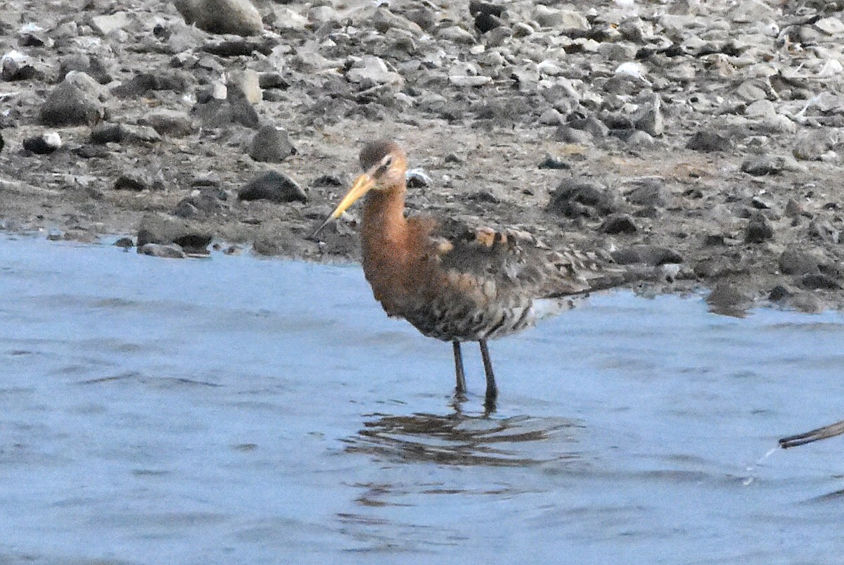 Black-tailed Godwit - ML638485604
