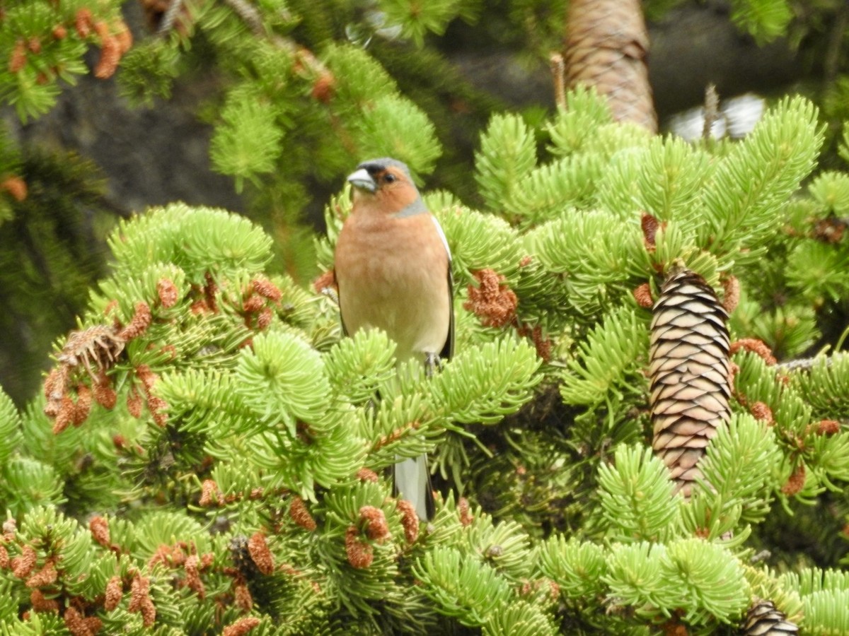 Common Chaffinch - ML638485607