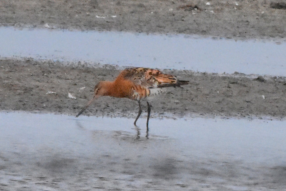 Black-tailed Godwit - ML638485611