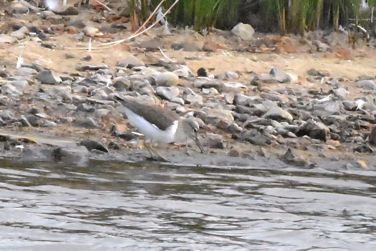 Common Sandpiper - ML638485620
