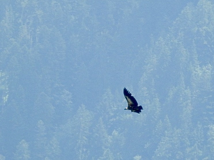 Eurasian Griffon - ML638485624