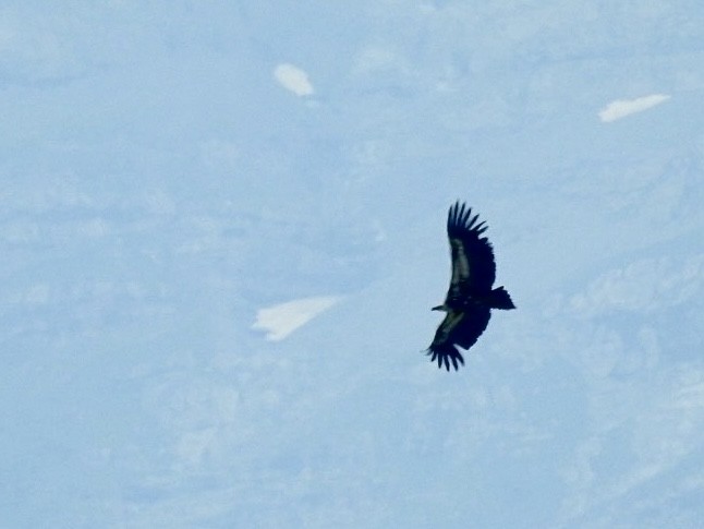 Eurasian Griffon - ML638485625