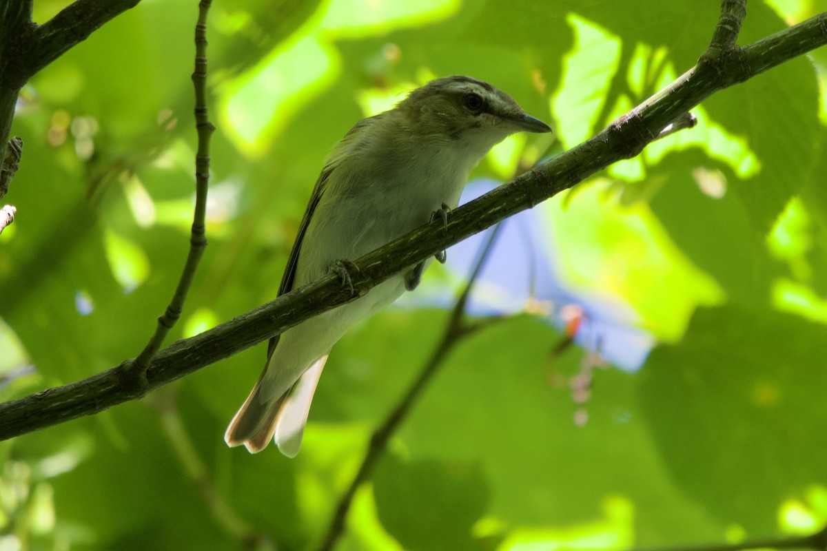 Red-eyed Vireo - ML638485627