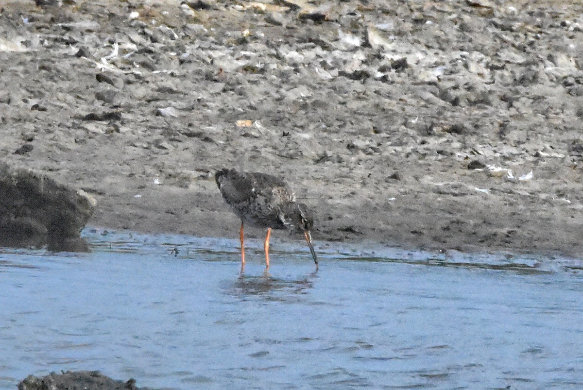 Common Redshank - ML638485630