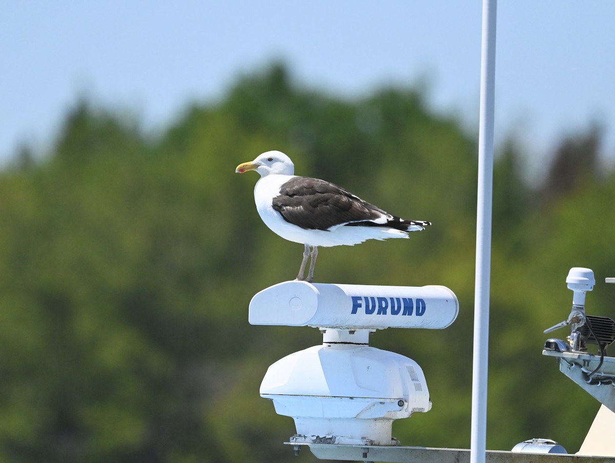 Great Black-backed Gull - ML638485631