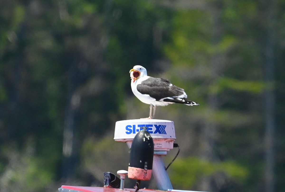Great Black-backed Gull - ML638485635