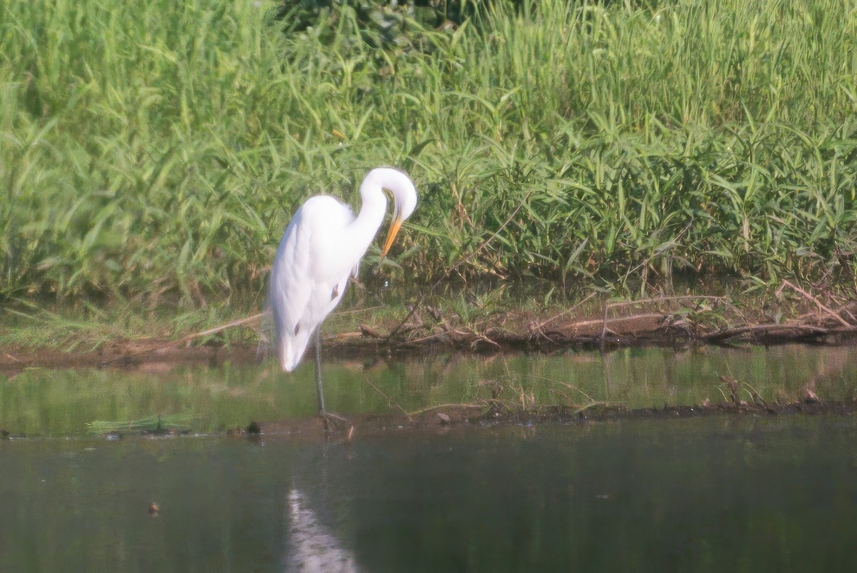 Цасч дэглий - ML638485639