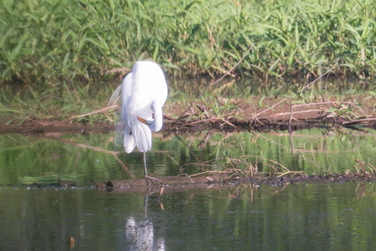 Цасч дэглий - ML638485642