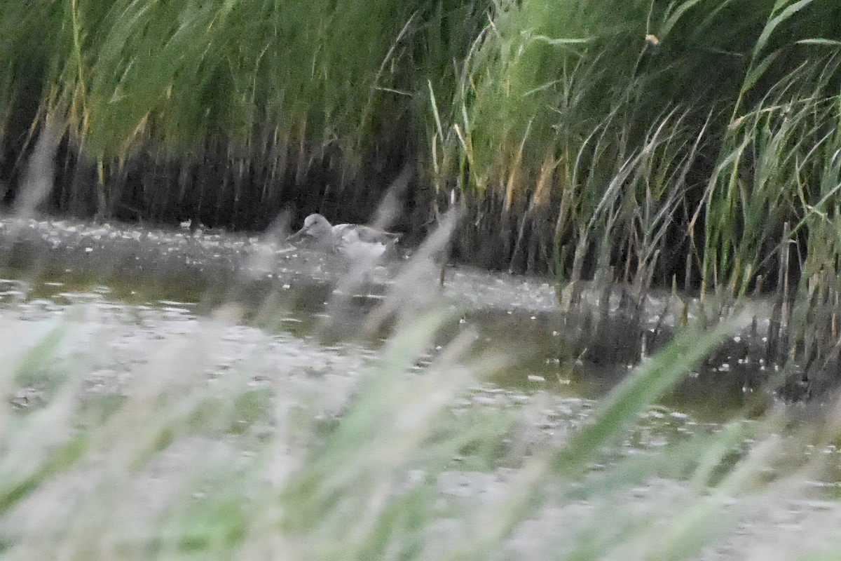 Common Greenshank - ML638485643
