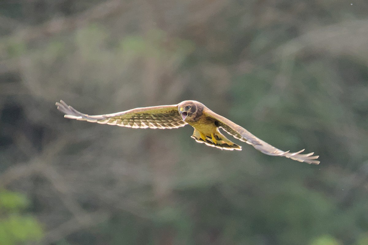 Northern Harrier - ML638485657