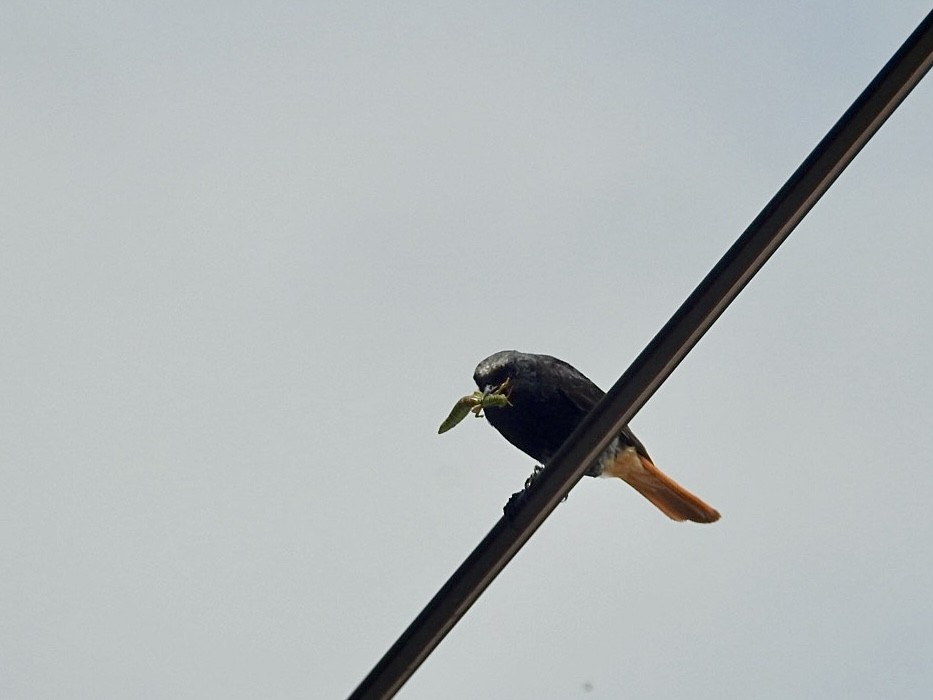 Black Redstart - ML638485658