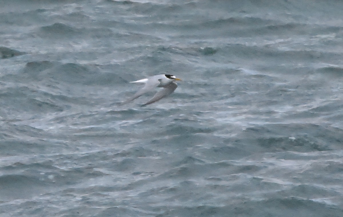 Little Tern - ML638485661