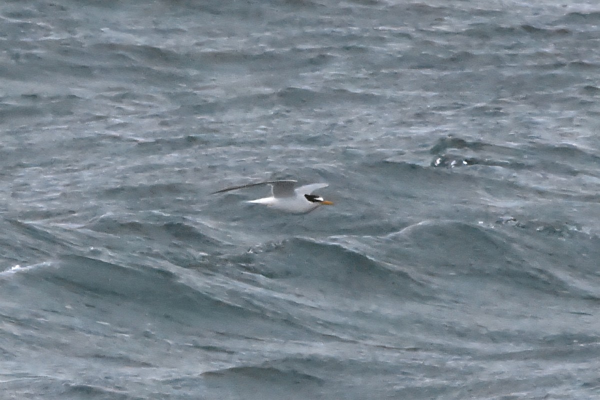 Little Tern - ML638485667