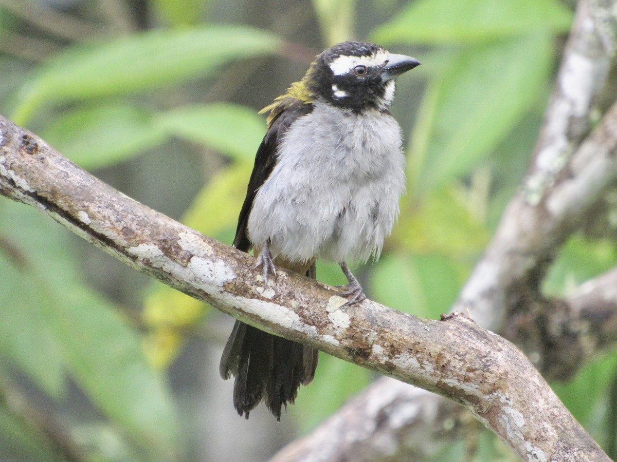 Black-winged Saltator - ML638485668