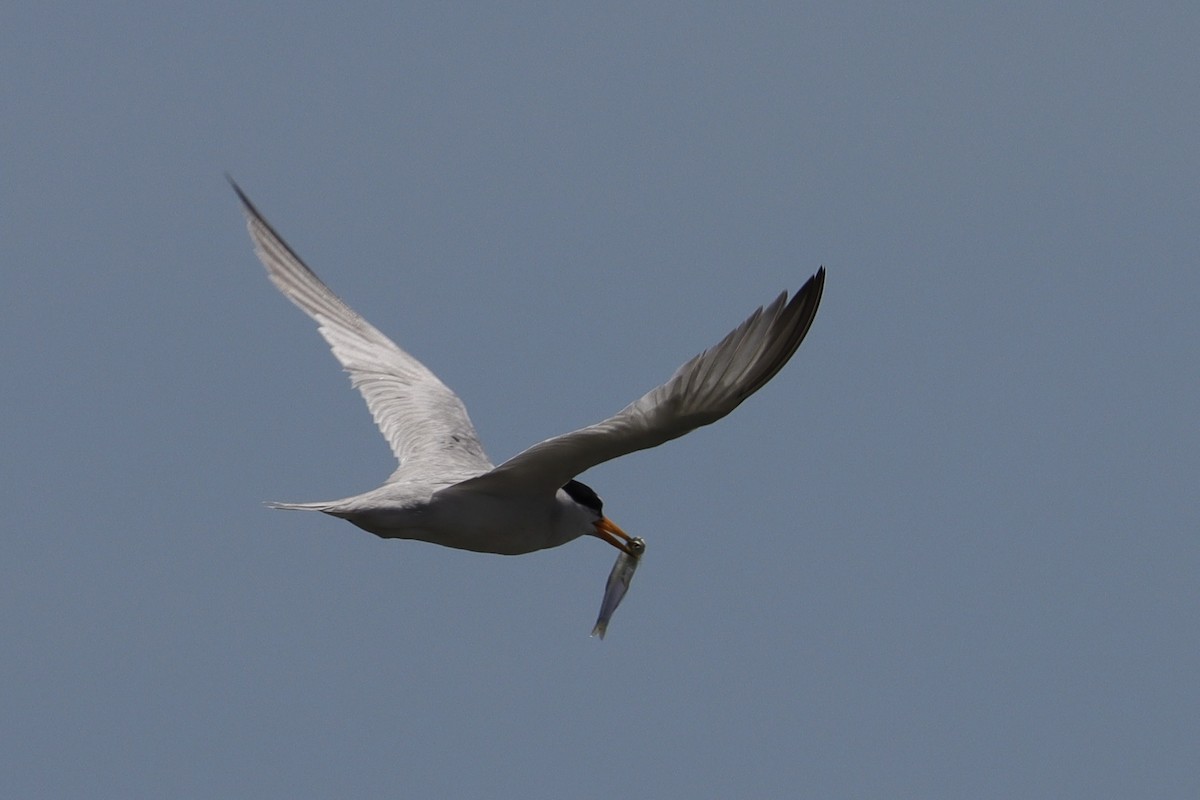 Least Tern - ML638485679