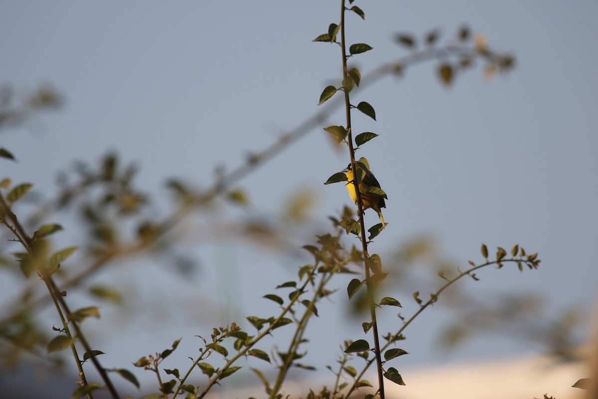 Baglafecht Weaver - ML638485682