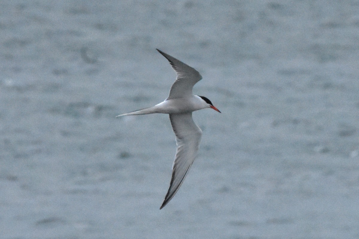 Common Tern - ML638485684