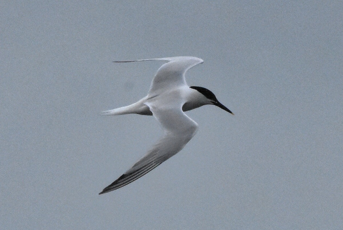 Sandwich Tern - ML638485690