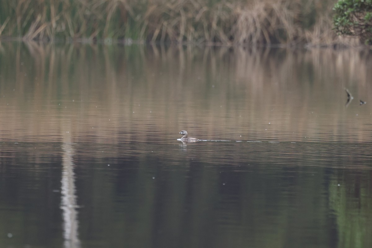 Pied-billed Grebe - ML638485697