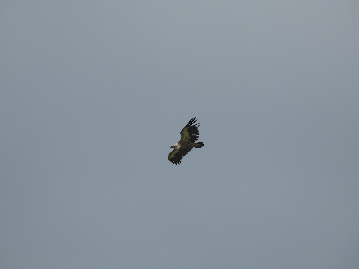 Eurasian Griffon - ML638485699